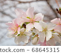 I like Yoshino cherry trees and cherry blossoms in all four seasons 68645315