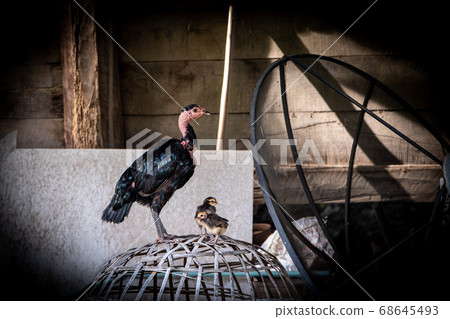 Black Hen and chick on Thai Style Chicken Coop 68645493