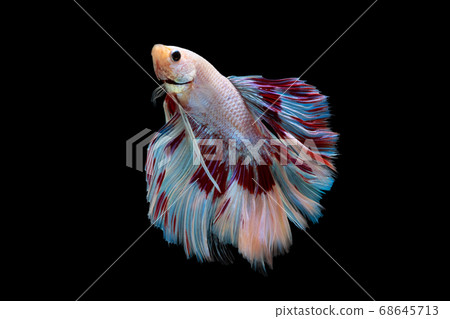 Swimming Action of Betta, Siamese fighting fish; Halfmoon white red and blue betta Swimming Action of Betta, Siamese fighting fish; Halfmoon white red and blue betta 68645713