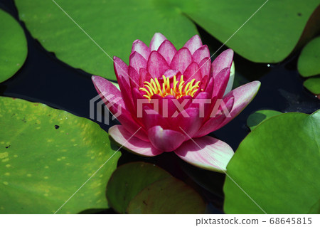 小木屋的睡蓮 小木屋的睡蓮 68645815