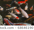 Carp in a pond on the shrine grounds 68646190