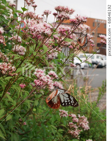 Asagi Madara that comes to suck the nectar of Fuji Bacama 1 68646192