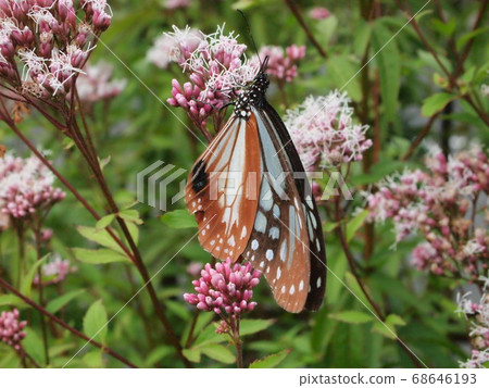 吸吮寡婦卡瑪的花蜜第2部分的Asagi madara 68646193