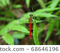 Dragonfly with a bright red body 68646196