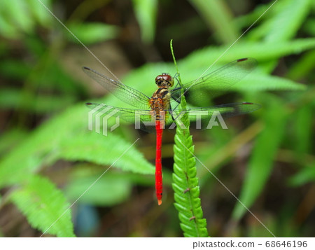 Dragonfly with a bright red body 68646196