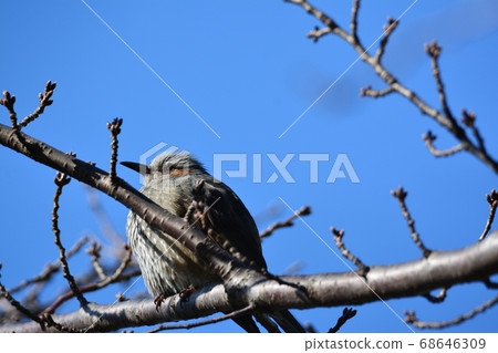 早春bulb 早春bulb 68646309