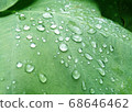 After the rain, the appearance of water drops is beautiful 68646462