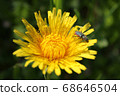 Closeup dandelion head with a bug 68646504