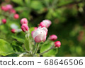 Blooming flowers of apple tree 68646506