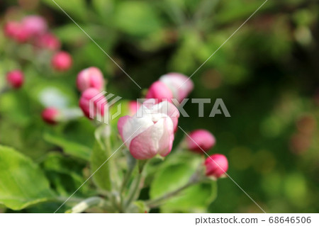 Blooming flowers of apple tree Blooming flowers of apple tree 68646506