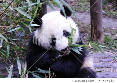 Giant Panda Eating Bamboo Grass, a Chinese panda that deliciously eats bamboo grass Giant Panda Eating Bamboo Grass, a Chinese panda that deliciously eats bamboo grass 68646518