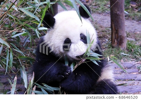 Giant Panda Eating Bamboo Grass, a Chinese panda that deliciously eats bamboo grass 68646520