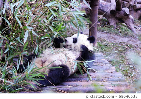 Giant Panda Eating Bamboo Grass, a Chinese panda that deliciously eats bamboo grass Giant Panda Eating Bamboo Grass, a Chinese panda that deliciously eats bamboo grass 68646535
