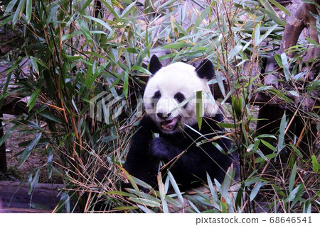 Giant Panda Eating Bamboo Grass, a Chinese panda that deliciously eats bamboo grass Giant Panda Eating Bamboo Grass, a Chinese panda that deliciously eats bamboo grass 68646541