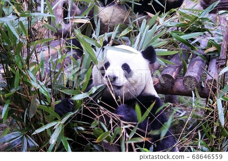 Giant Panda Eating Bamboo Grass, a Chinese panda that deliciously eats bamboo grass Giant Panda Eating Bamboo Grass, a Chinese panda that deliciously eats bamboo grass 68646559