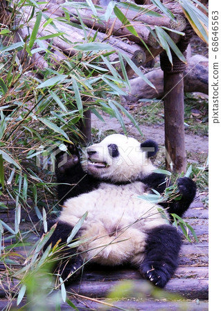 Giant Panda Eating Bamboo Grass, a Chinese panda that deliciously eats bamboo grass Giant Panda Eating Bamboo Grass, a Chinese panda that deliciously eats bamboo grass 68646563