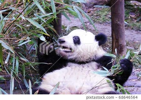 Giant Panda Eating Bamboo Grass, a Chinese panda that deliciously eats bamboo grass 68646564