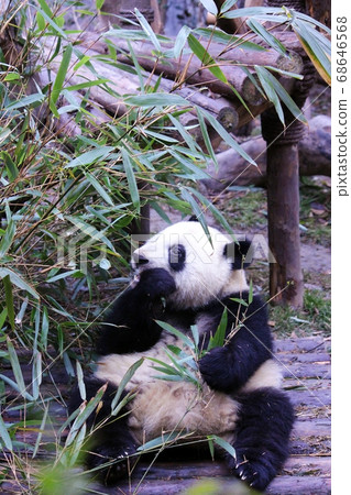 Giant Panda Eating Bamboo Grass, a Chinese panda that deliciously eats bamboo grass Giant Panda Eating Bamboo Grass, a Chinese panda that deliciously eats bamboo grass 68646568