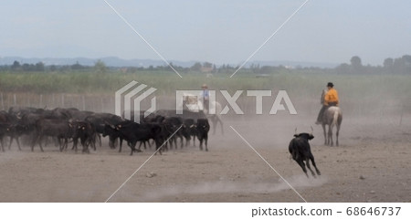 blur image of Cowboy separates the Camargue bull 68646737