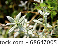 Scene with white ragwort plants 68647005