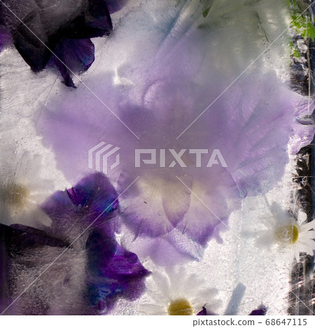 Frozen   flower of   gladiolus 68647115