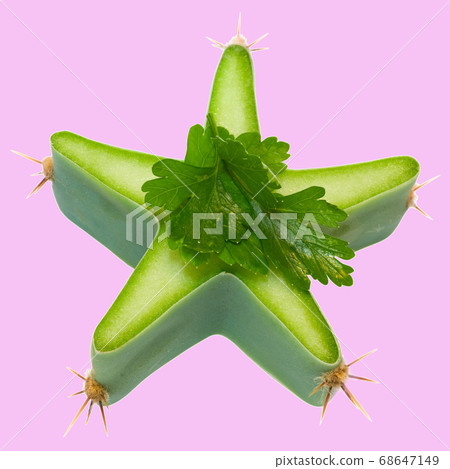 cactus and parsley cactus and parsley 68647149