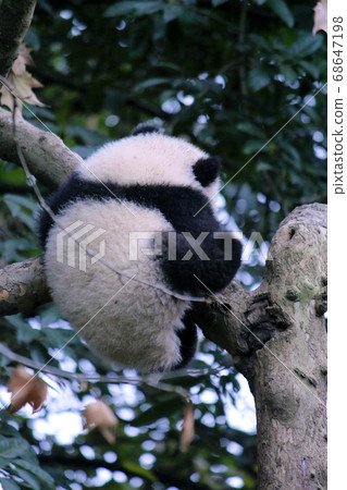 Little Giant Panda Climbing a Tree Little Giant Panda Climbing a Tree 68647198