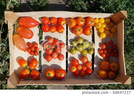 Mix tomatoes in summer day. Composition of variety 68647237