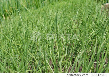 green leaves of onion. Organic food. green leaves of onion. Organic food. 68647360