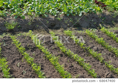 green leaves ofcarrot on bed. green leaves ofcarrot on bed. 68647400