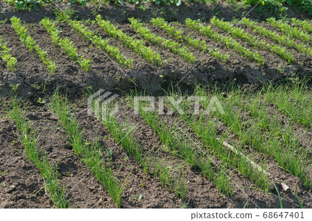 green leaves ofcarrot and onion on bed. green leaves ofcarrot and onion on bed. 68647401