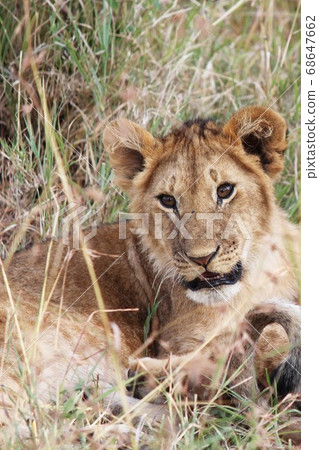 Baby lion in Kenya, a lion kid relaxing in the grasslands of Masai Mara, Kenya 68647662