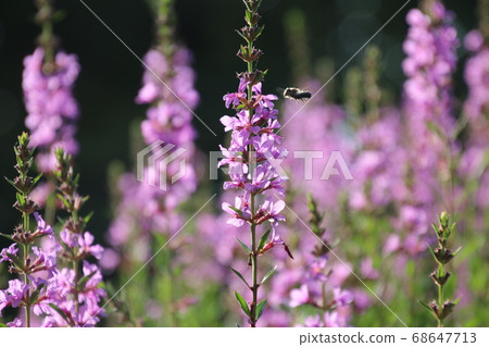 Misohagi (summer and autumn flowers) Misohagi (summer and autumn flowers) 68647713