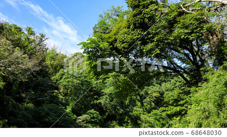 雨季時,湘南三浦半島的原始風光 雨季時,湘南三浦半島的原始風光 68648030