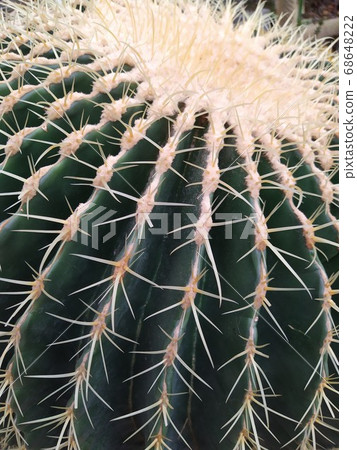 Cactus family - big round prickly cactus with two baby cacti, botanical garden 68648222