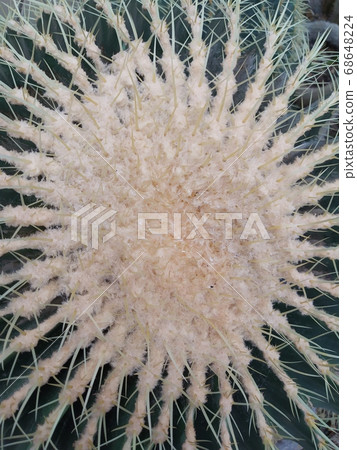 Cactus family - big round prickly cactus with two baby cacti, botanical garden Cactus family - big round prickly cactus with two baby cacti, botanical garden 68648224