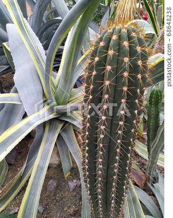 Various cactus in a glass greenhouse for protection in Botanical Garden of the City of Kyiv Various cactus in a glass greenhouse for protection in Botanical Garden of the City of Kyiv 68648238