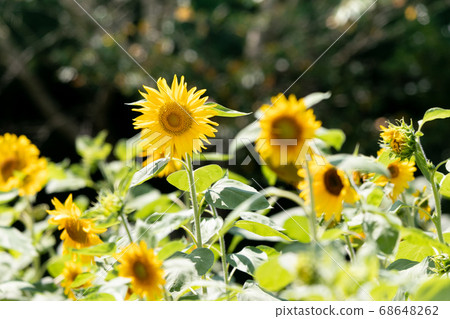 Countryside sunflower field Oamishirasato, Chiba Japan Countryside sunflower field Oamishirasato, Chiba Japan 68648262