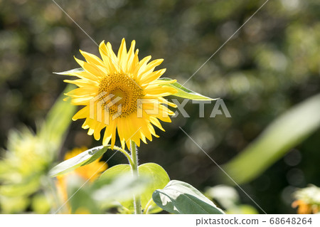 Countryside sunflower field Oamishirasato, Chiba Japan Countryside sunflower field Oamishirasato, Chiba Japan 68648264