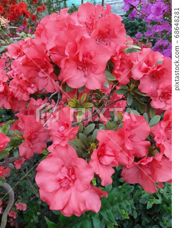 Beautiful vibrant azalea flower tree blooming in the botanical garden, in Kyiv. Botanical greeting card. Beautiful vibrant azalea flower tree blooming in the botanical garden, in Kyiv. Botanical greeting card. 68648281