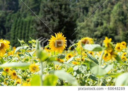 Countryside sunflower field Oamishirasato, Chiba Japan Countryside sunflower field Oamishirasato, Chiba Japan 68648289