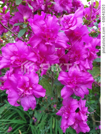 Asalia lilac beautiful bright colors in the garden 68648303