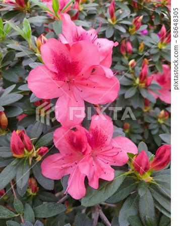 Pink Asalia flower and the behind lake. Selective focus at flower and boken background 68648305