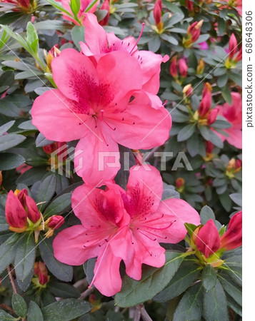 Pink Asalia flower and the behind lake. Selective focus at flower and boken background 68648306