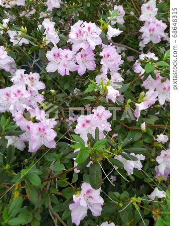 Spring flowers, full bloom of azaleas. Azalea white flowers to mark the beginning of spring. Flowers botanical garden 68648315