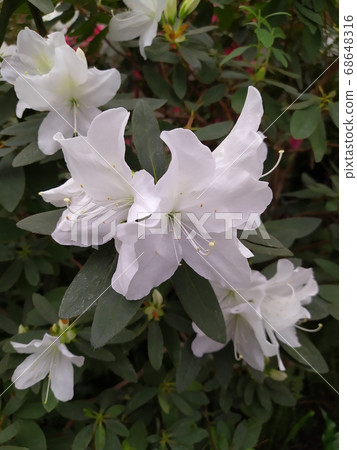 White Asalia flower and the behind lake. Selective focus at flower and boken background 68648316