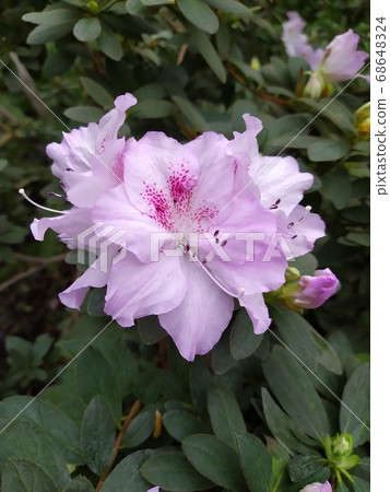 rododendron white flowers blossom gaden park spring 68648324