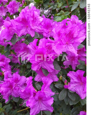 Spring flowers, full bloom of azaleas. Azalea flowers to mark the beginning of spring. Flowers botanical garden 68648348
