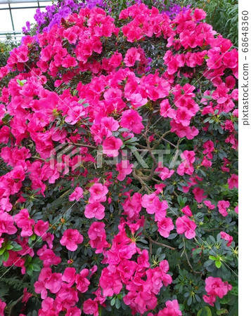 rododendron pink flowers blossom gaden park spring 68648360