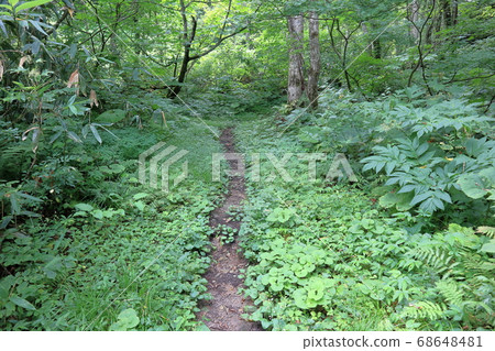 A sidewalk along the Tatemata Valley on the way to Kobee Falls A sidewalk along the Tatemata Valley on the way to Kobee Falls 68648481